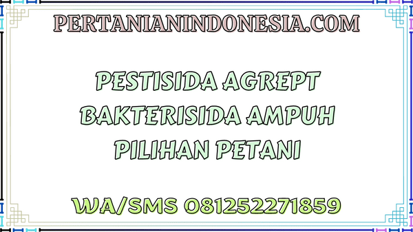 Pestisida Agrept Bakterisida Ampuh Pilihan Petani